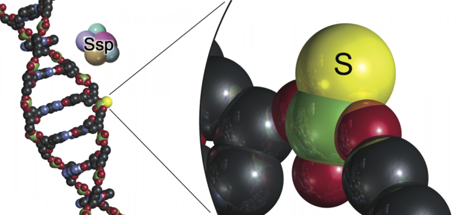 SMART研究人员发现新的抗噬菌体防御机制.png
