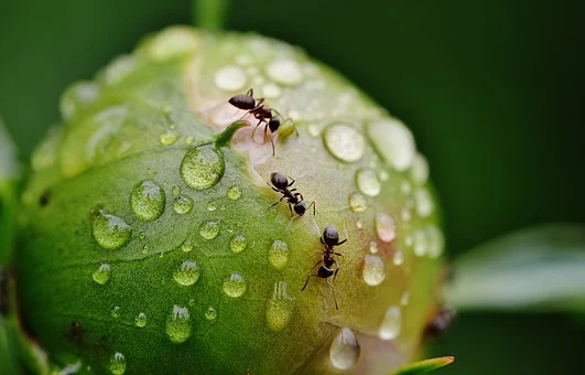暴雨灾害杂志是什么期刊.jpg